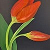 Stephen Gent Art Tulips