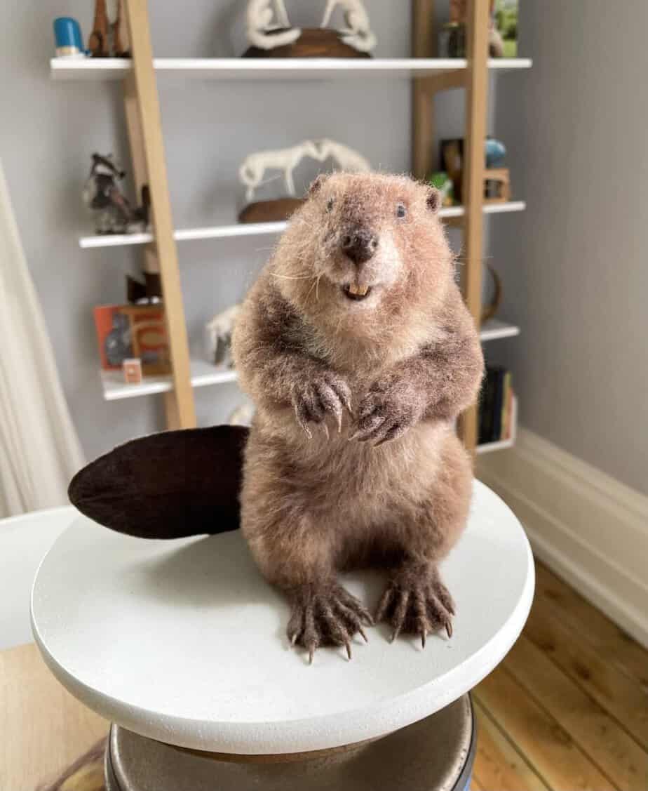 Stuffed beaver sitting upright on a circular white platform with a shelf of books and decorations in the background.