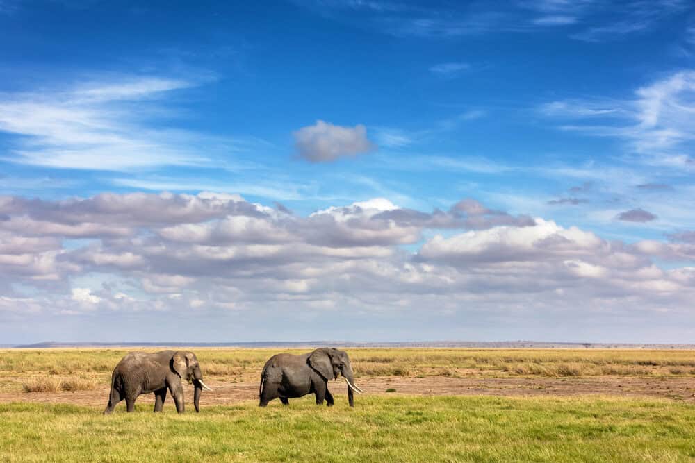 Two elephants walking on grassy plains under a partly cloudy blue sky in a vast open landscape.