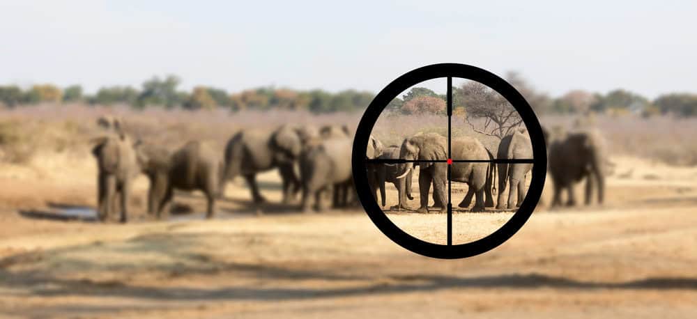 Group of elephants in a dry landscape, viewed through the crosshairs of a rifle scope.