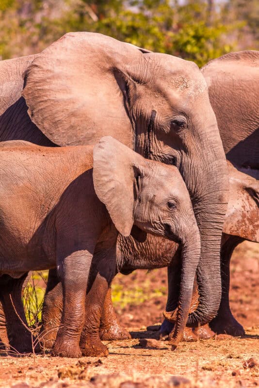 Adult elephant and calf standing close together in a sunlit savannah, with greenery in the background.