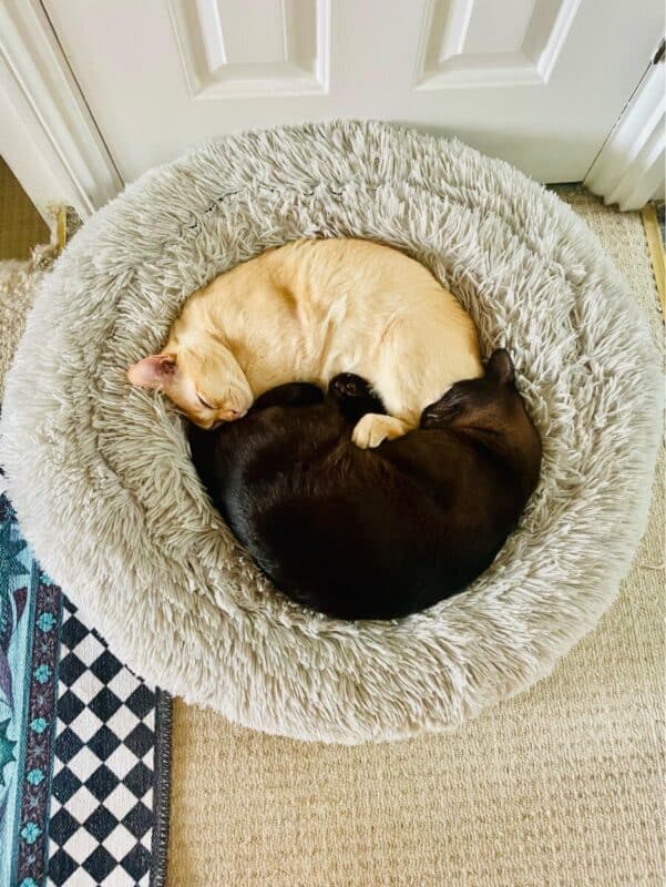 Two cats, one cream-colored and one dark brown, curled up together in a fluffy gray cat bed forming a heart shape.