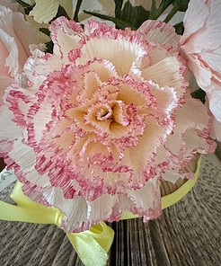 Close-up of a pink and white carnation with ruffled edges, tied with a yellow ribbon on an open book background.